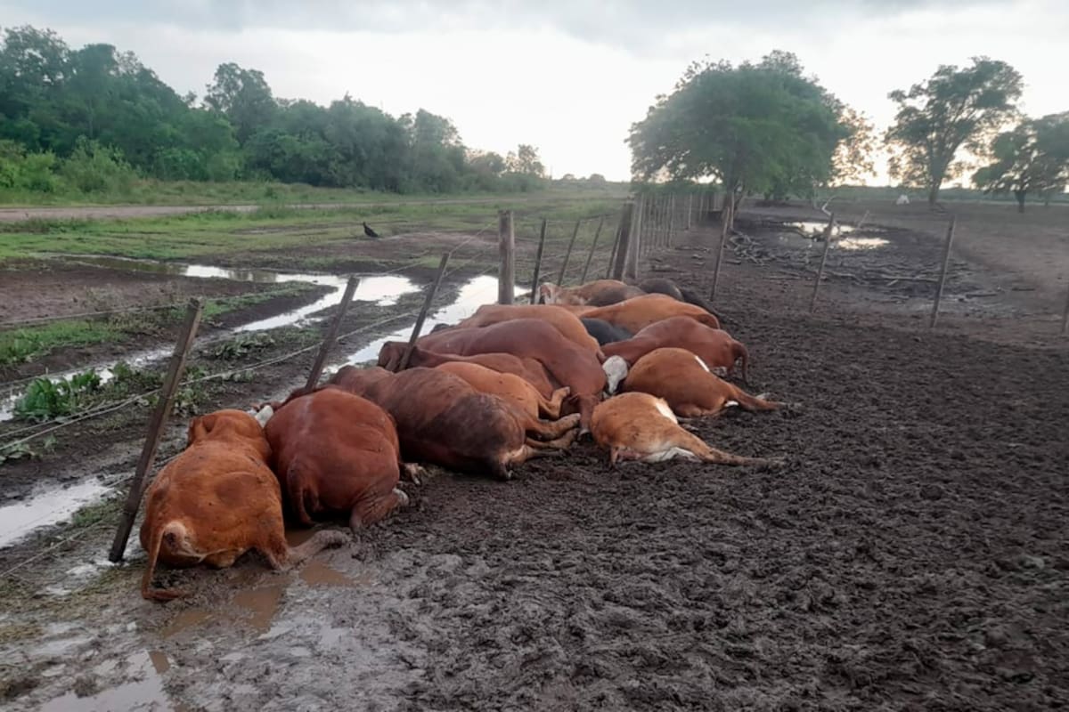 La muerte de los animales se dio en el contexto de las fuertes tormentas que afectan a esa provincia