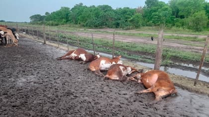 La muerte de los animales se dio en el contexto de las fuertes tormentas que afectan a esa provincia