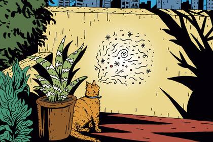 "La muerte de mi gato", la última nota de Cintia Kemelmajer en Brando