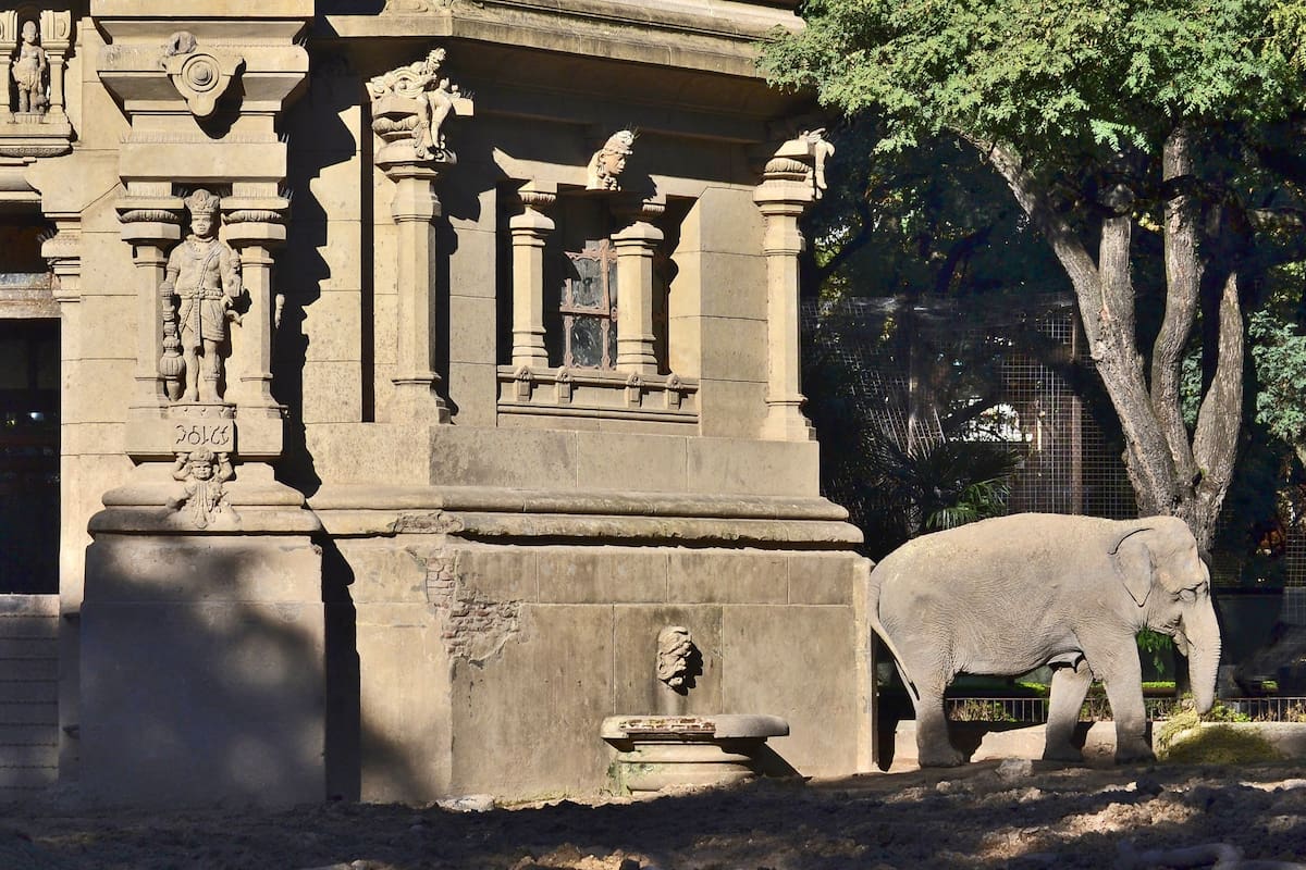 La muerte de Pelusa en La Plata centró la atención en la salud del animal del Ecoparque porteño; la fecha del viaje al santuario dependerá de su adiestramiento