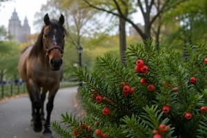 La planta que mató a un caballo en Central Park es común en jardines y parques de EE.UU.