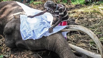 La muerte de un elefante puede ser motivo de un duelo muy profundo en Sri Lanka