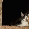 La ciudad tendrá cementerio y crematorio públicos para perros y gatos