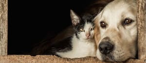 La ciudad tendrá cementerio y crematorio públicos para perros y gatos