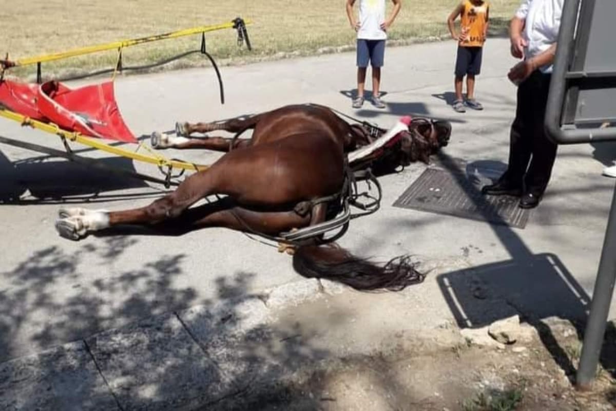 La muerte del animal causó rechazo en gran parte de la comunidad