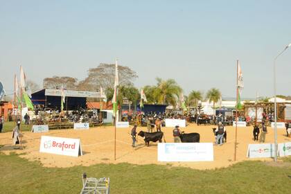 La muestra contó con juras ganaderas