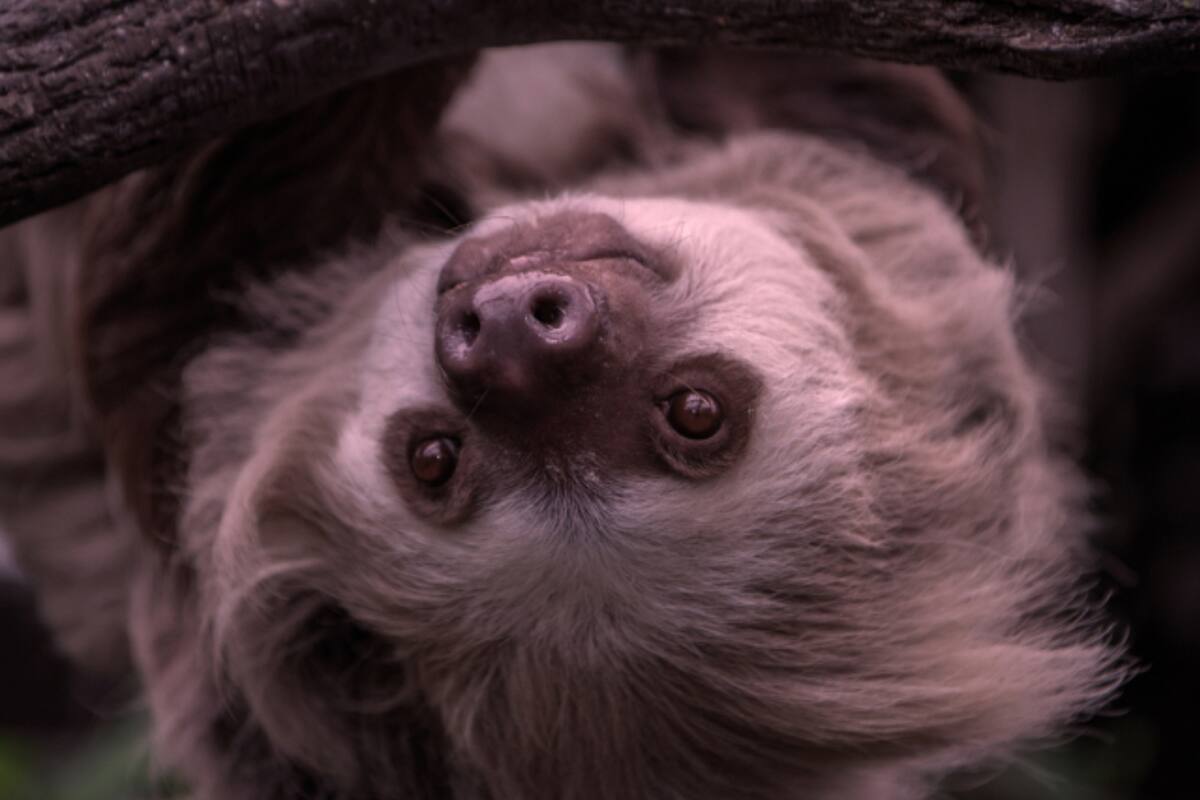 La muestra del zoológico de Nueva York contará con especies como el perezoso de dos dedos (Bronx Zoo)