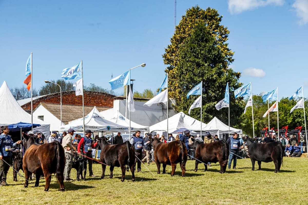 La muestra se realizará en el predio de la Sociedad Rural de Olavarría