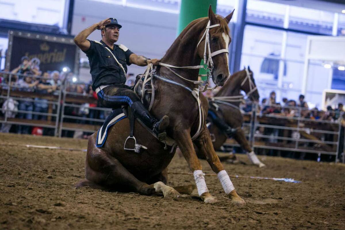 La muestra se suspendió hasta nuevo aviso