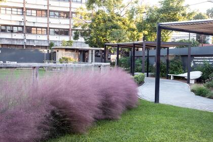 La Muhlenbergia capillaris es elegida por los paisajistas por el color rosado, que forma una especie de tul o tela, que es ideal para fondos y canteros.