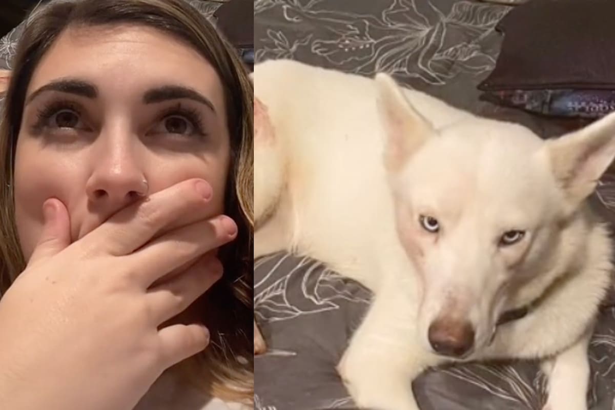 La mujer adoptó una perra sin advertir que el animal estaba en las últimas semanas de gestación