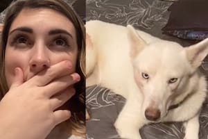 La mujer adoptó una perra sin advertir que el animal estaba en las últimas semanas de gestación