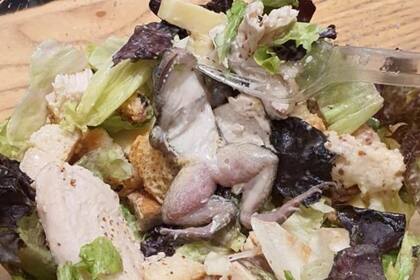 La mujer compartió en Twitter fotos de la rana muerta en su ensalada