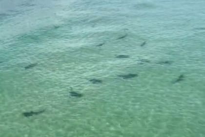 La mujer contó 45 tiburones acechando en en al mar