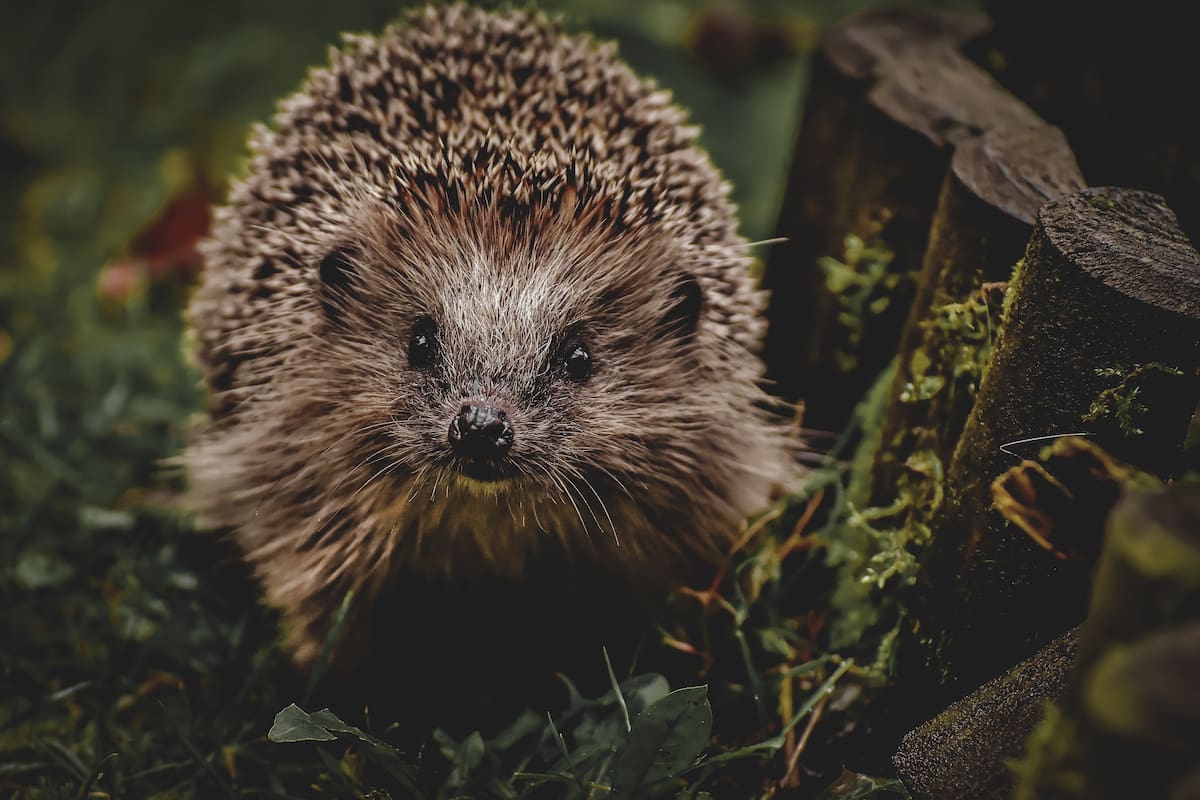 La mujer de edad avanzada creyó que lo que llevó a su casa para darle refugio se trataba de un pequeño erizo