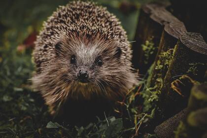 La mujer de edad avanzada creyó que lo que llevó a su casa para darle refugio se trataba de un pequeño erizo