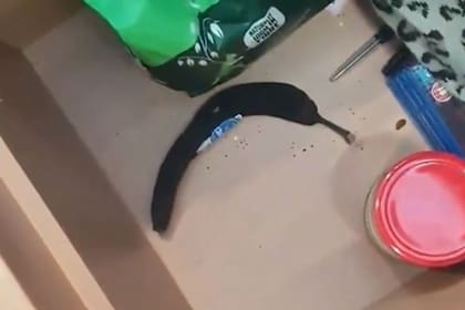 La mujer encontró en su cajón lo que había olvidado nueve semanas antes, y se sorprendió mucho