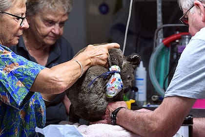 Uno de los koalas llevado el pasado 2 de noviembre al hospital