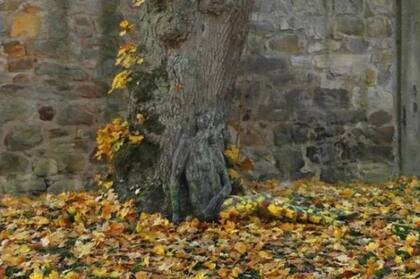 La mujer está camuflada en el tronco del árbol. Fuente: Small Joys