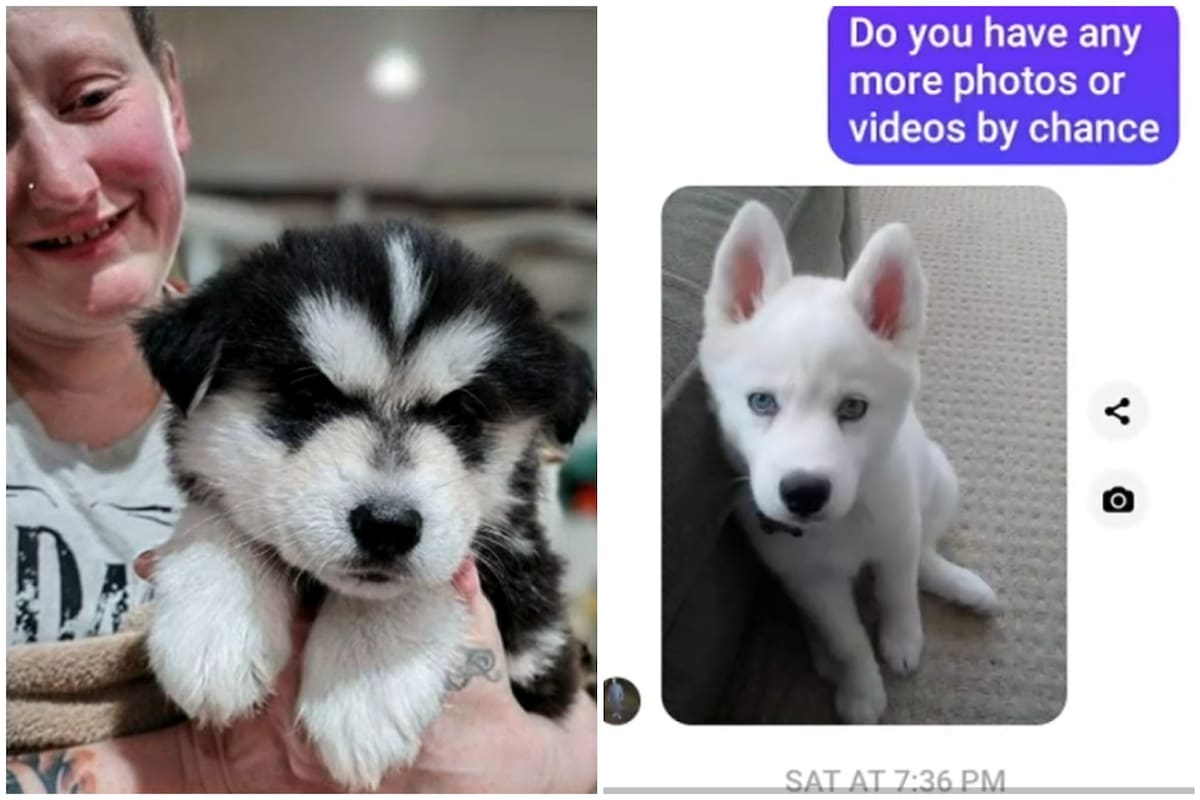 La mujer fue a recoger a su Husky y al llegar se percató del gran engaño del que había sido víctima