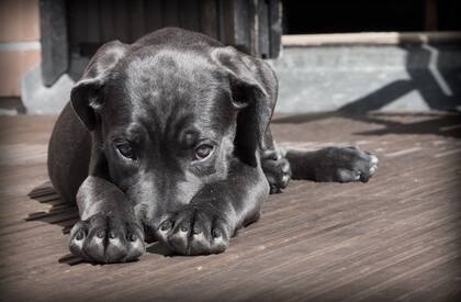 La mujer fue multada con 720 dólares y se enfrenta a una prohibición de un año sin poder tener perros