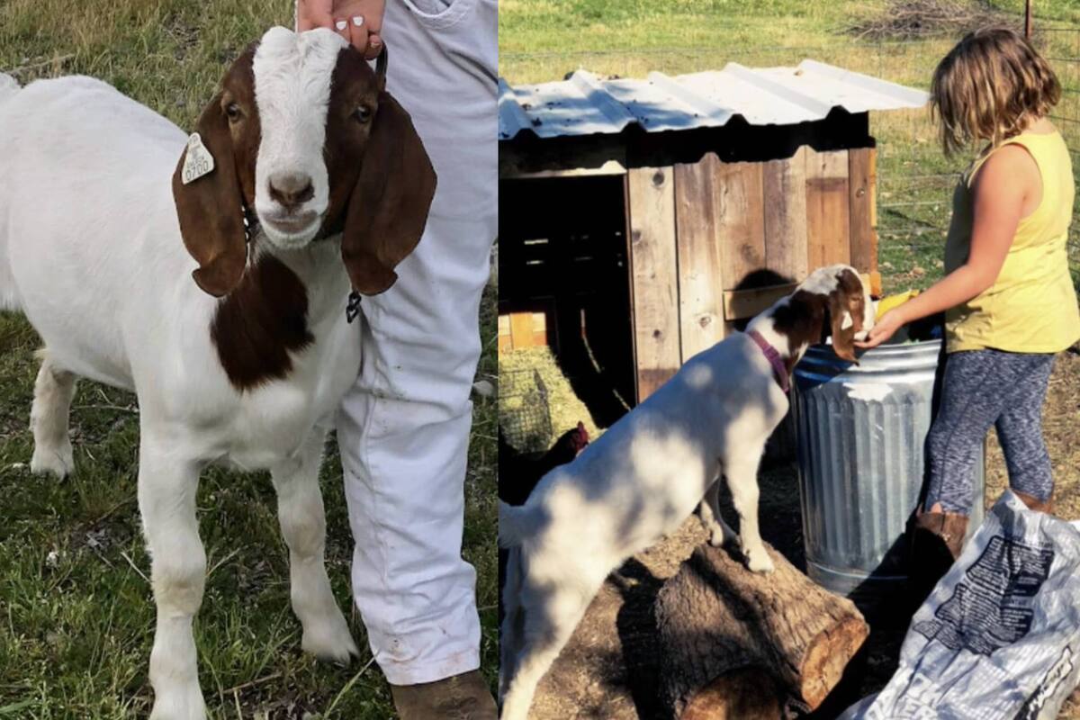 La mujer intentó recuperar la cabra, pero fue demasiado tarde