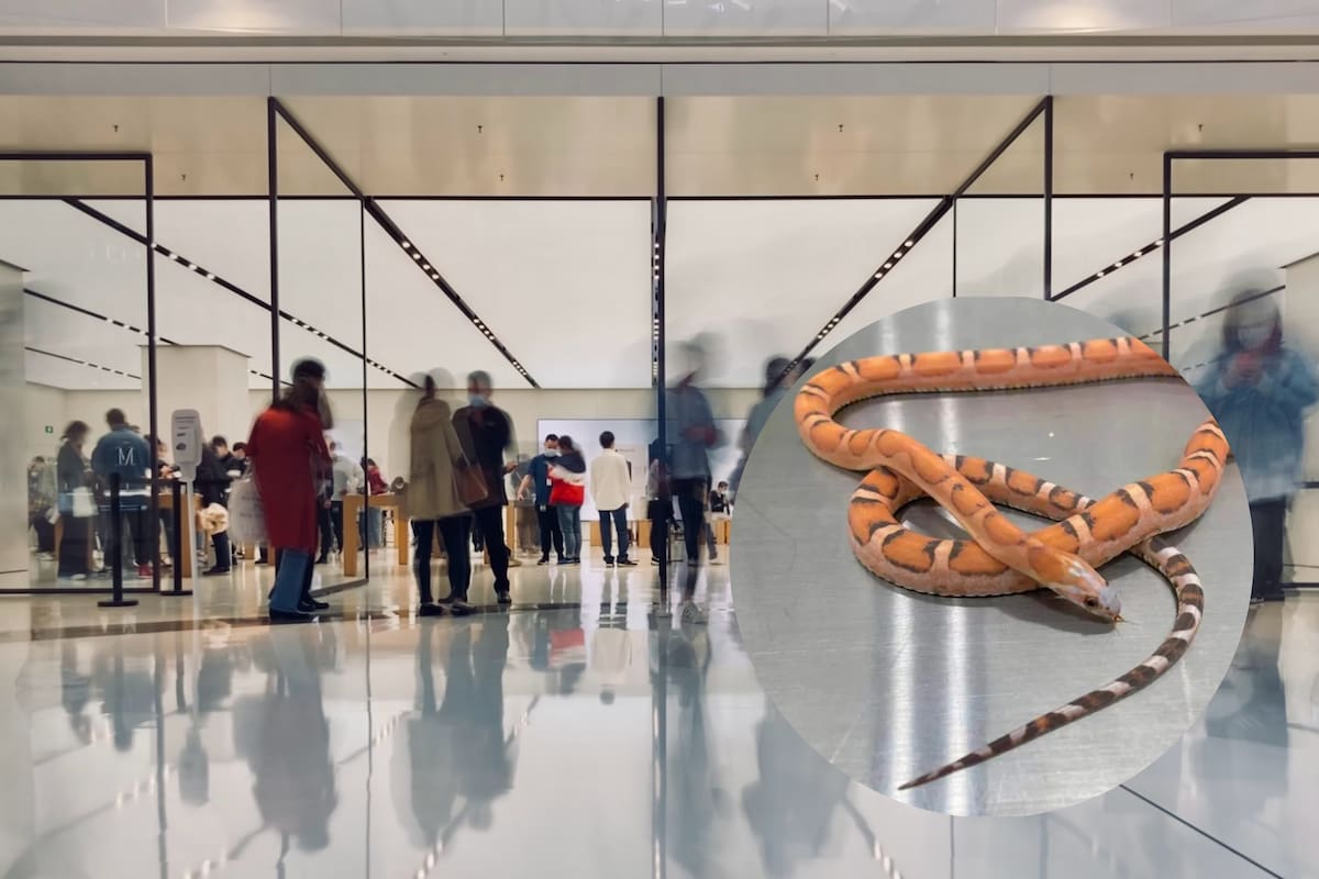 La mujer pretendía pasar desapercibida por el filtro de seguridad del aeropuerto