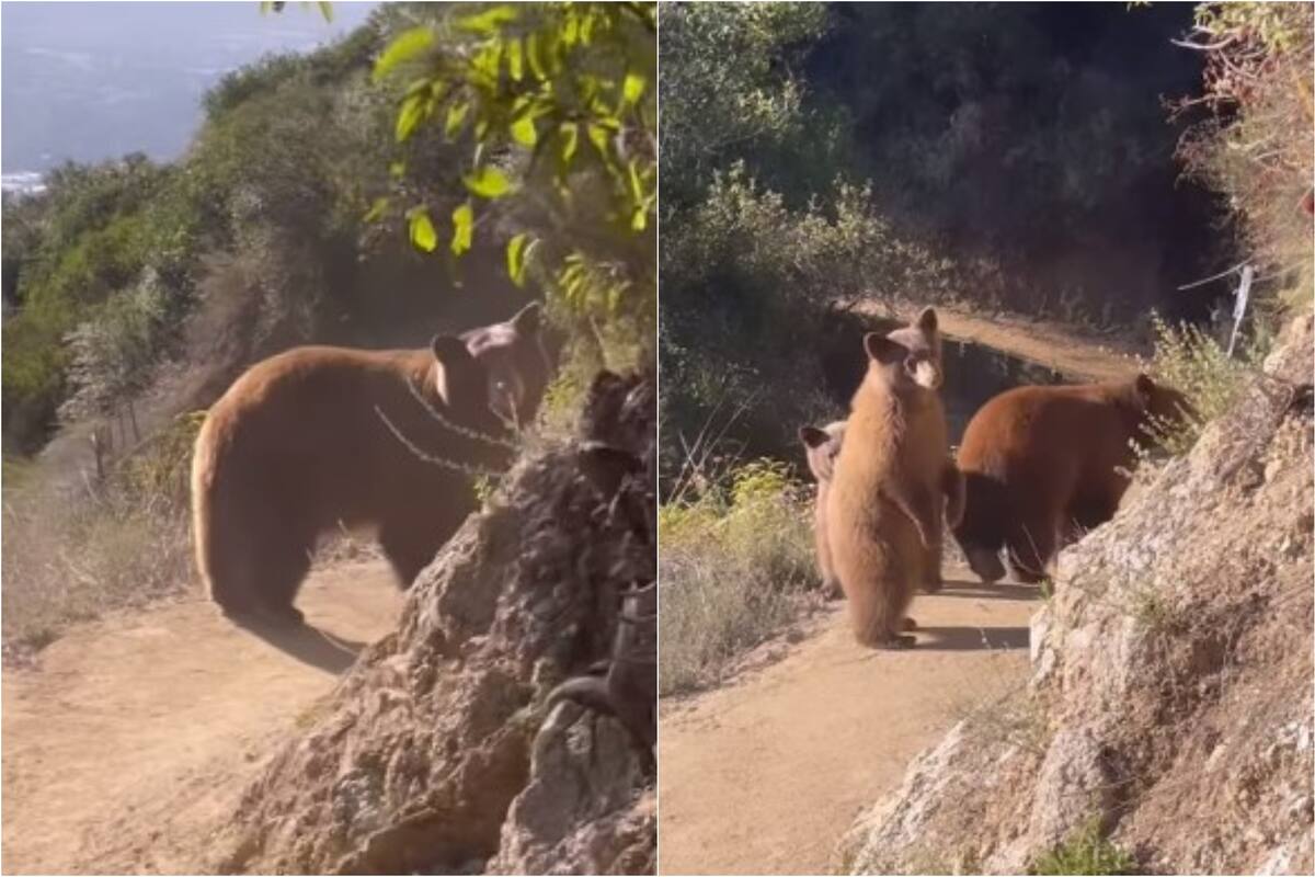 La mujer se encontró con una mamá osa y sus dos cachorros en California