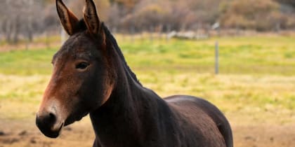 La mula es uno de los híbridos más conocidos dentro del mundo animal
