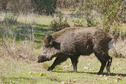 La munición que se usa en la caza del jabalí contamina la carne