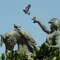 La estrategia de una ciudad argentina para resolver una invasión de aves inédita
