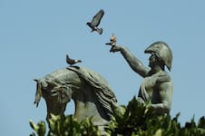 La estrategia de una ciudad argentina para resolver una invasión de aves inédita
