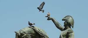 La estrategia de una ciudad argentina para resolver una invasión de aves inédita