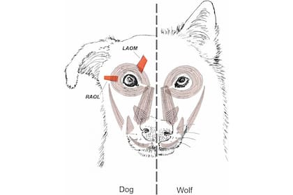 La musculatura facial de un perro (a la izquierda) y un lobo (derecha)