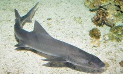 La musola lisa se alimenta sobre todo de crustáceos y pequeños peces. Fuente: Acuario Costa de Almería.
