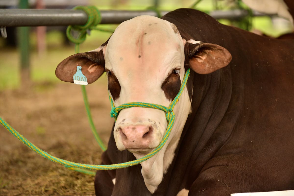 La Nacional de Primavera Braford se realiza en el predio de la Sociedad Rural de Chaco en Margarita Belén con el acompañamiento de Expoagro. Los toros y vacas de la raza ganan espacio en la ganadería