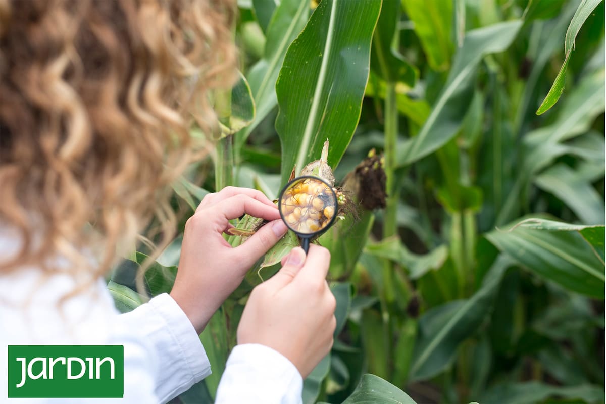 La nanotecnología será una solución para reducir el uso excesivo de agroquímicos en espacios verdes, mejorando la salud del suelo y los ecosistemas. En un futuro cercano, permitirá aplicar herbicidas de manera eficiente en céspedes contaminados y controlar pulgones en jardines con mínimas cantidades de insecticida, minimizando el riesgo de contaminación.