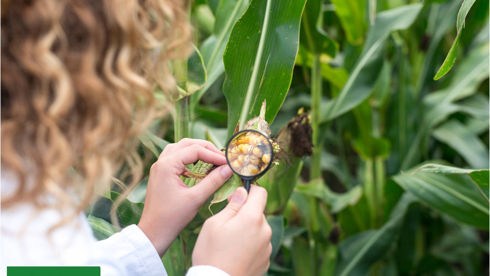 La nanotecnología será una solución para reducir el uso excesivo de agroquímicos en espacios verdes, mejorando la salud del suelo y los ecosistemas. En un futuro cercano, permitirá aplicar herbicidas de manera eficiente en céspedes contaminados y controlar pulgones en jardines con mínimas cantidades de insecticida, minimizando el riesgo de contaminación.