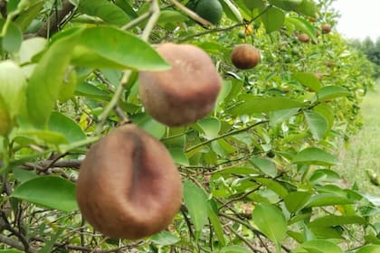 La naranja fue uno de los productos que más sufrió la sequía