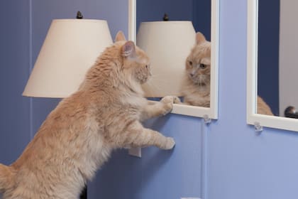 La nariz de los gatos es su principal herramienta para interactuar con el mundo
