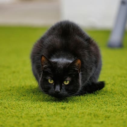 La NASA divulgó una foto de un supuesto "gato" en Marte y los usuarios quedaron perplejos en las redes sociales