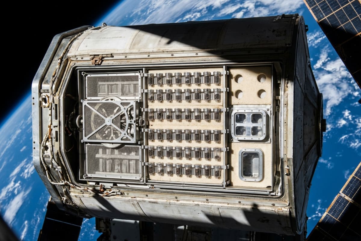 La NASA expuso durante seis años semillas de tomate al espacio y lo que descubrieron los dejó sin palabras