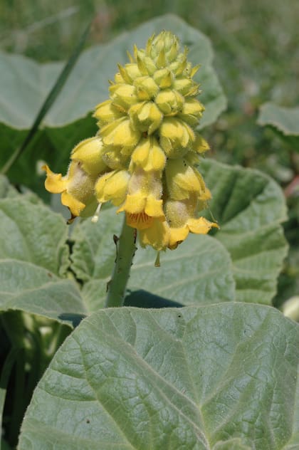 La nativa Ibicella lutea no permite que la recorran pequeños insectos, los atrapa.