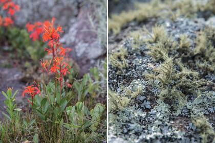 La naturaleza emerge de los intersticios de las rocas y troncos. La original Mandevilla coccinea florece en la primavera, entre helechos, musgos y líquenes.