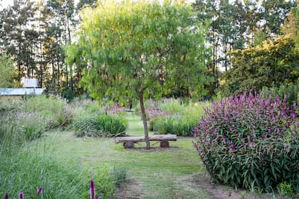"La naturaleza se ha convertido en una nueva fuente de inspiración para usar en el jardín privado", dice Piet Oudolf