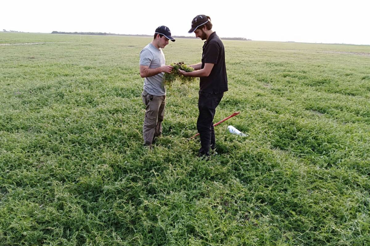 La necesidad de contrarrestar la erosión hídrica y eólica es otro de los motivos de la adopción en regiones semiáridas