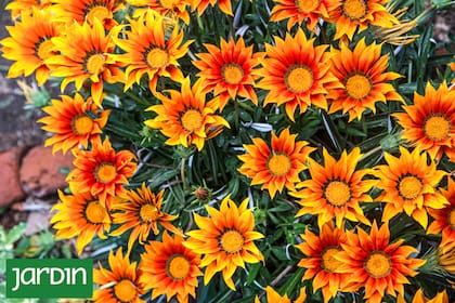 La noble Gazania rigens