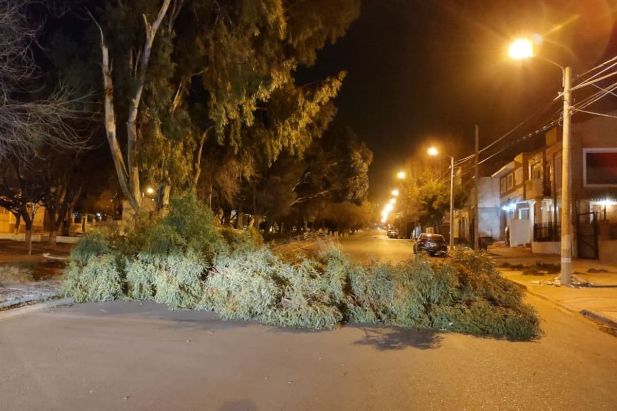 La "noche de furia" dejó postes y árboles caídos