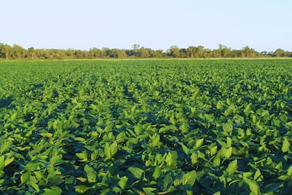 La normativa 1115/2023 impedirá la comercialización en Europa de carne vacuna, soja y otros productos agrícolas como cacao, café, aceite de palma, madera y caucho de zonas donde se hubiera deforestado después de 2020