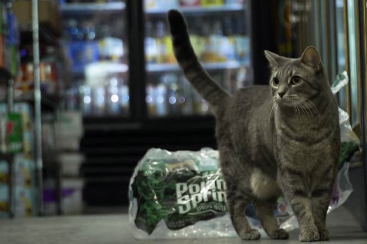 La normativa sanitaria vigente prohíbe animales en locales que venden alimentos